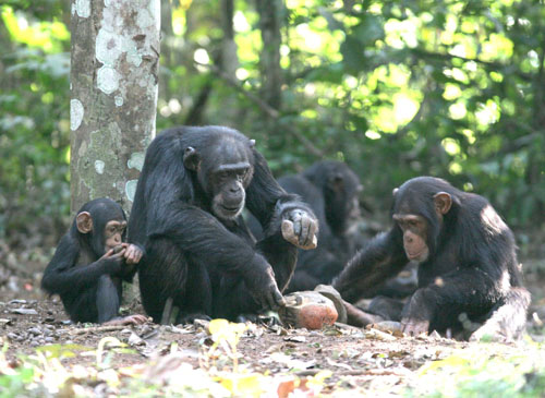 Image result for bossou chimpanzees
