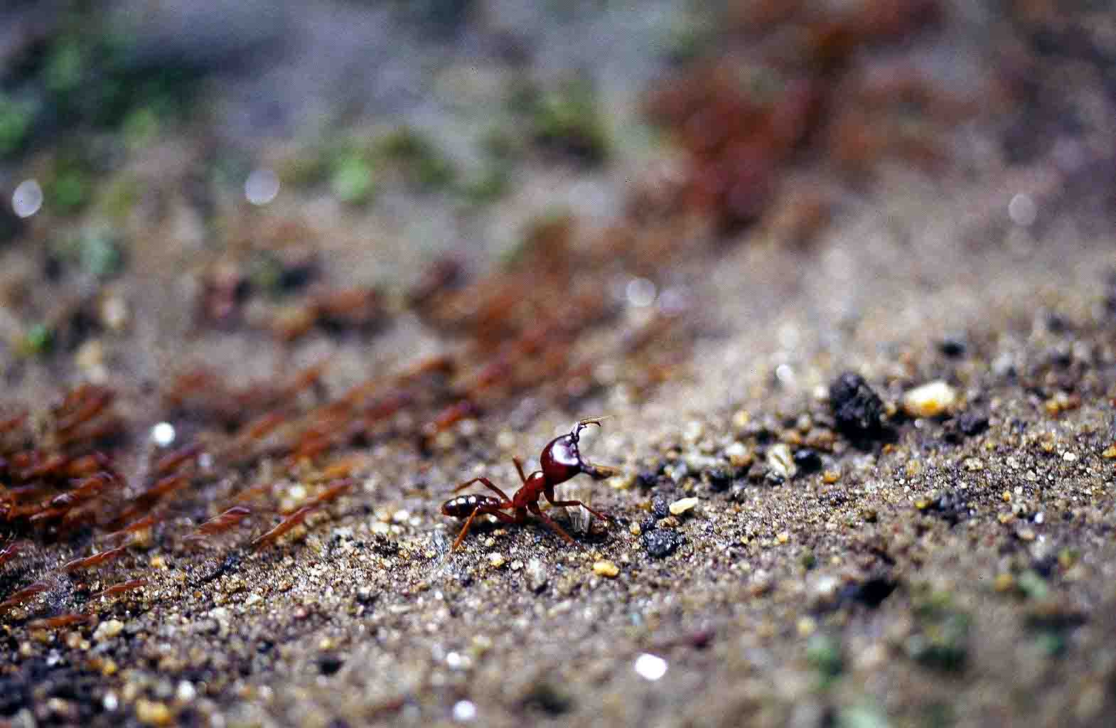 ant