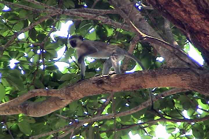 vervet monkey